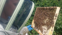 Beekeeping course