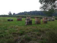 Beekeeping Practical Module