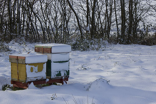Hives in the snow in Leicestershire