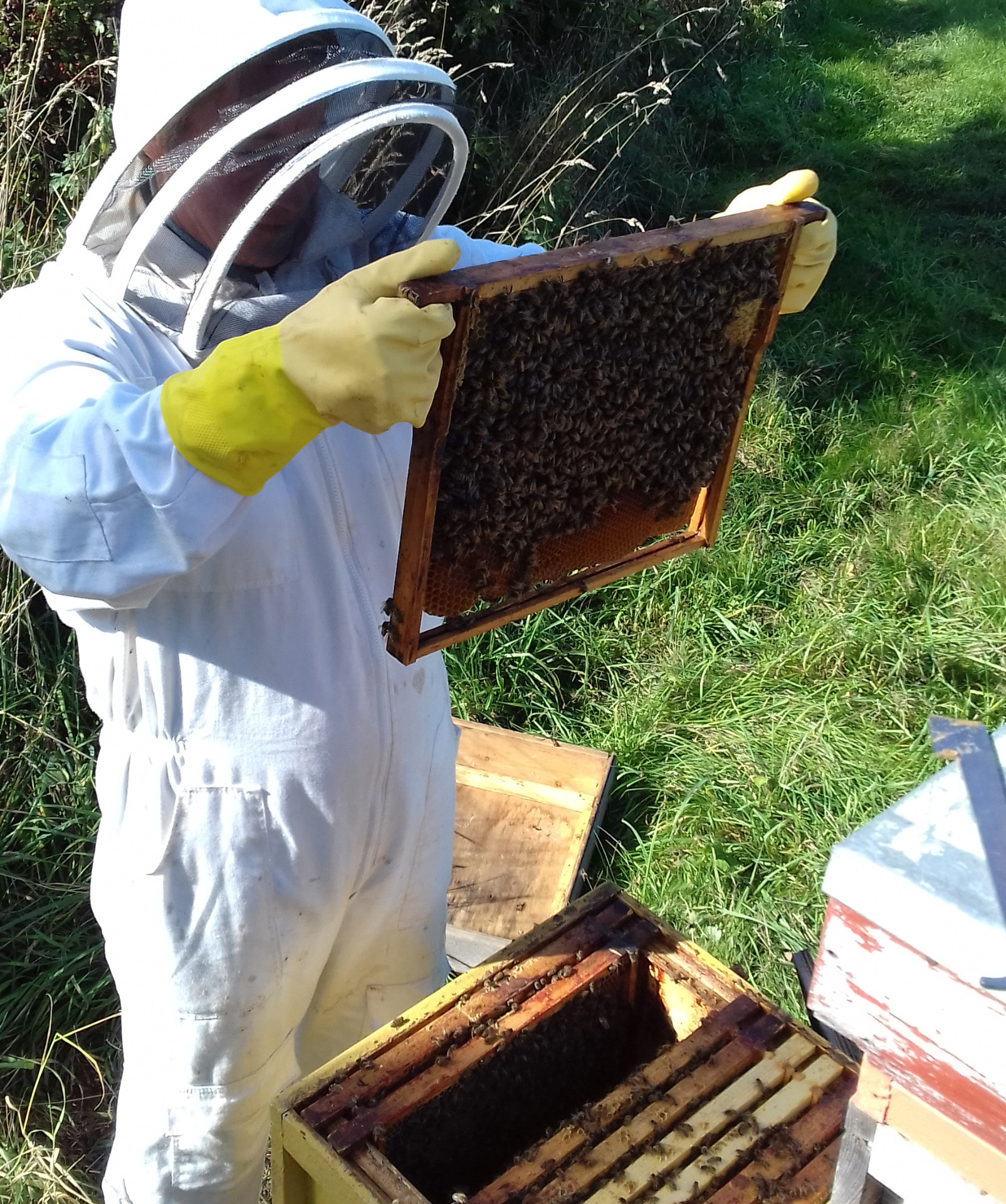 Arrange a colony visit with the Bee Farmer